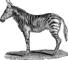 Burchell's zebra, vintage engraving. vector