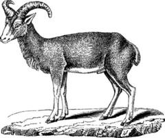 Mouflon, vintage engraving. vector