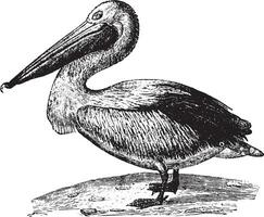 Pelican, vintage engraving. vector