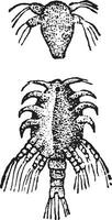 Larva of the Lernaea, vintage engraving. vector