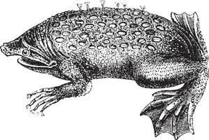 Toad-Pipa, vintage engraving. vector