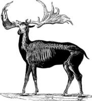 Megaloceros or Megaceros, vintage engraving. vector