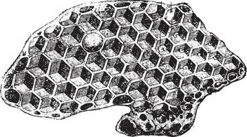Radius of Bees, vintage engraving. vector