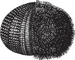 Sea urchin or urchins, vintage engraving. vector