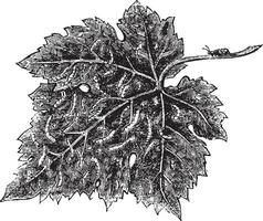 Western grape rootworm, vintage engraving. vector