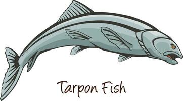 Tarpon, Color Illustration vector