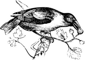 An old engraving of a hawfinch or grosbeak eating vector