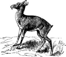 Old engraving of a Siberian musk deer or moschus moschiferus vector