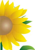 Illustration of sunflower vector