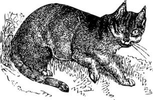 Wild cat old illustration vector
