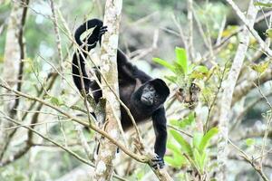 howler monkey in the rainforest photo