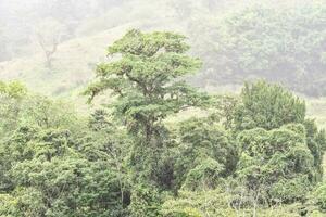 a large tree in the middle of a lush green forest photo