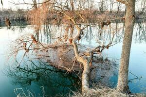 un árbol es sentado en el borde de un río foto