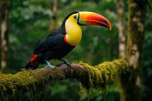 AI generated Toucan sitting on a branch in the rainforest of Costa Rica, A toucan overlooking the Amazon rainforest, AI Generated photo