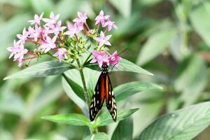 a butterfly on pink flowers in a garden photo