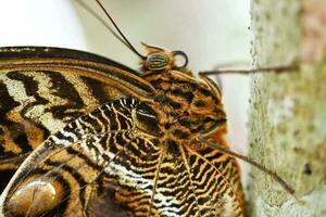 un cerca arriba de un mariposa con un grande negro y blanco modelo foto