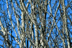 tree branches against a blue sky photo