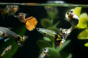 a group of fish swimming in an aquarium photo