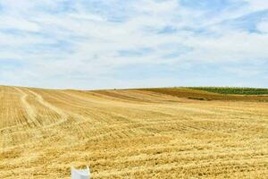 un campo de trigo foto
