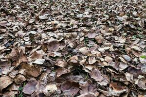 a pile of leaves on the ground photo