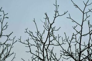 tree branches against a blue gray sky photo