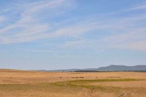 a field with a few cows grazing in it photo