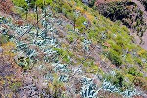 a hillside with cactus plants growing on it photo