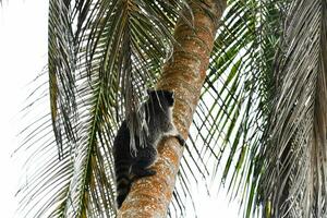 a monkey climbing up a palm tree photo