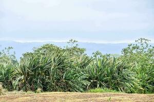 vegetation with mountains in the background photo