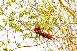 un rojo loro sentado en un árbol rama foto