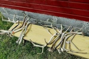 a pile of antlers on a wooden table photo