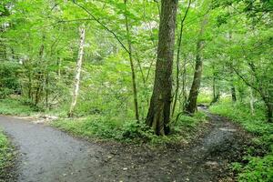 un camino mediante el bosque con arboles y verde césped foto