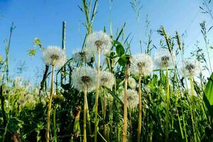 dandelions in the field with a blue sky photo