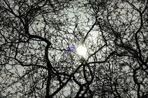 the sun shines through the branches of a tree photo