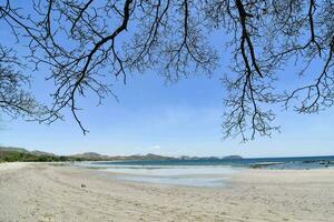 a beach with sand and trees on the shore photo