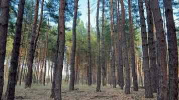 Pine forest on a sunny day. Trunks of pine trees illuminated by sunlight in a green coniferous pine forest in summer. Sunny day in a coniferous forest with dead wood lying on the ground, Europe. video