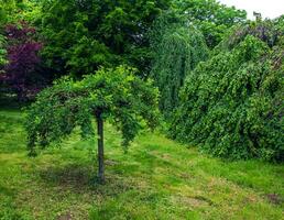 Spring Flowering Weeping Siberian Pea Tree or Caragana arborescens Pendula photo