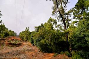 a dirt road in the middle of a forest photo