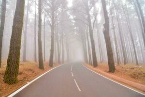 un la carretera en el niebla con arboles en ambos lados foto