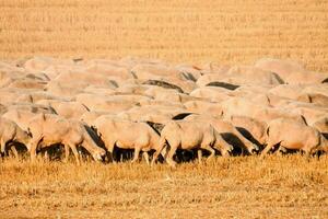 a herd of sheep grazing in a field photo