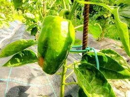 a green pepper growing on a plant in a garden photo