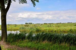 a view of a field with cows and trees photo