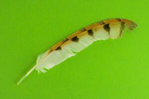 a feather on a green background photo