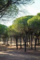 a group of trees in a park photo