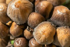 Closeup photo of coprinaceae mushrooms. Botanical name is psathyrellaceae.