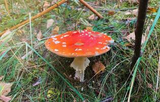 Close-up of a bright, beautifull amanita mushroom in the forest photo
