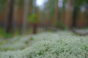 A beautiful natural backdrop from beautiful moss against a blurry forest background photo