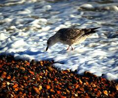 Fledgling gull by waves photo