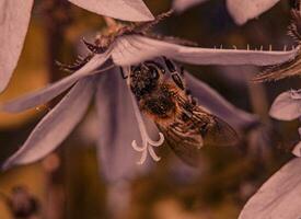 Small bee collecting pollen from flower photo