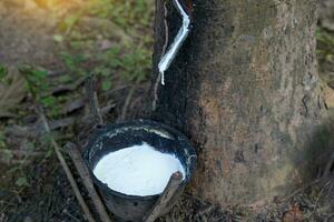 The cuts on the rubber trees allow the white latex to flow into the latex cups that the gardeners left in the early morning. Soft and selective focus. photo